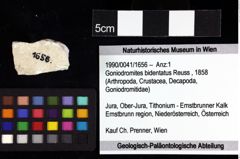 Foto (Objket + Etiketten) von Cracensigillatus acutirostrus (Moericke, 1889) 